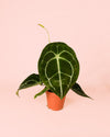 Anthurium Forgetii M - Pur Plant