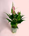 Anthurium Lilly Pink Mini - Pur Plant