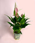 Antúrio Lilly Pink Mini