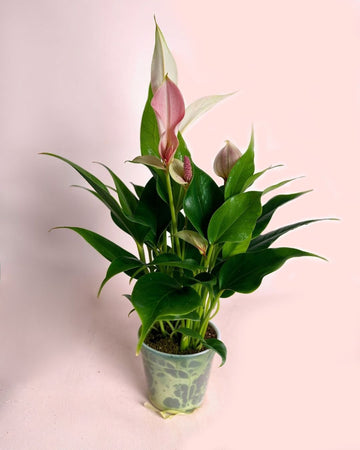 Antúrio Lilly Pink Mini