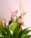 Anthurium Lilly Pink Mini - Pur Plant
