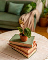 Anthurium Luxurians Mini - Pur Plant