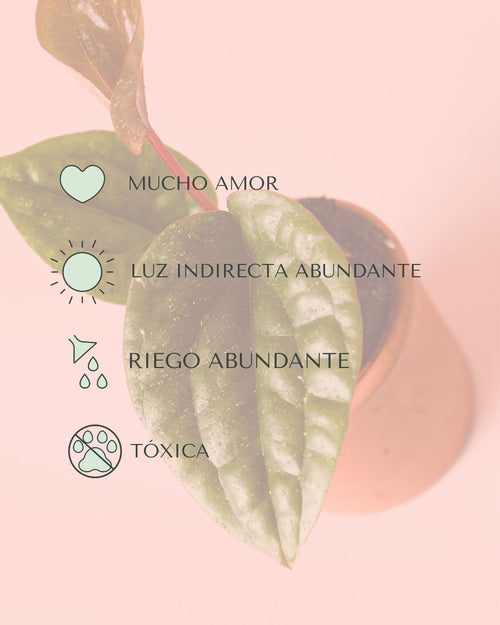 Anthurium Luxurians Mini - Pur Plant