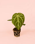 Anthurium Magnificum M