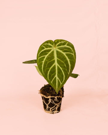 Anthurium Magnificum M