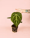 Anthurium Magnificum M - Pur Plant