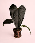 Anthurium Rainha de Copas M
