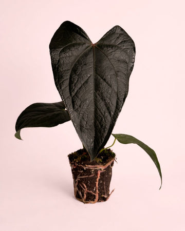 Anthurium Rainha de Copas M