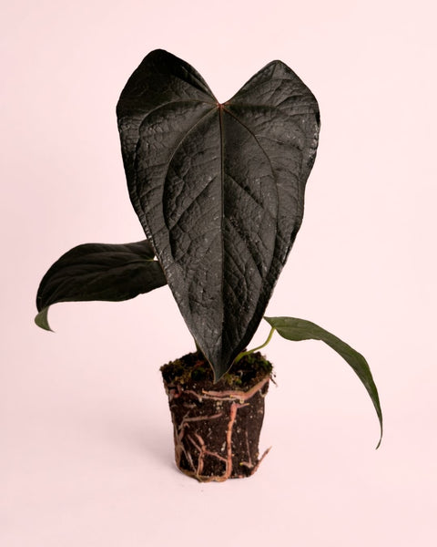 Anthurium Rainha de Copas M