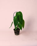 Anthurium Queremalense M