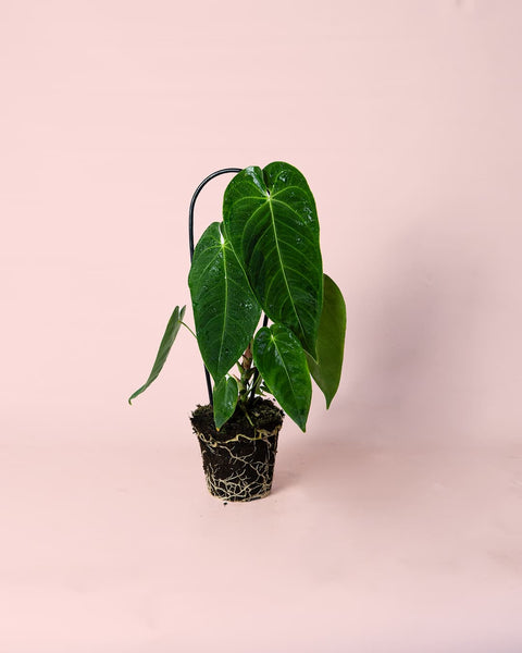 Anthurium Queremalense M