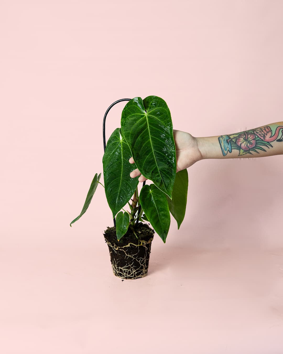 Anthurium Queremalense M - Pur Plant