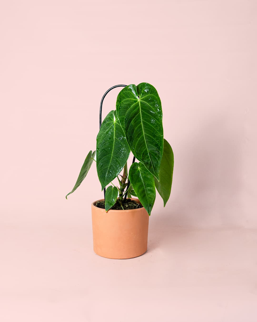 Anthurium Queremalense M - Pur Plant