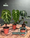 Anthurium Regale M - Pur Plant
