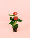Anthurium Rojo M - Pur Plant