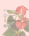 Anthurium Rojo M - Pur Plant