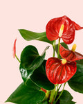 Antúrio Vermelho M