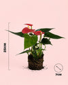 Anthurium Rojo Mini - Size - Pur Plant