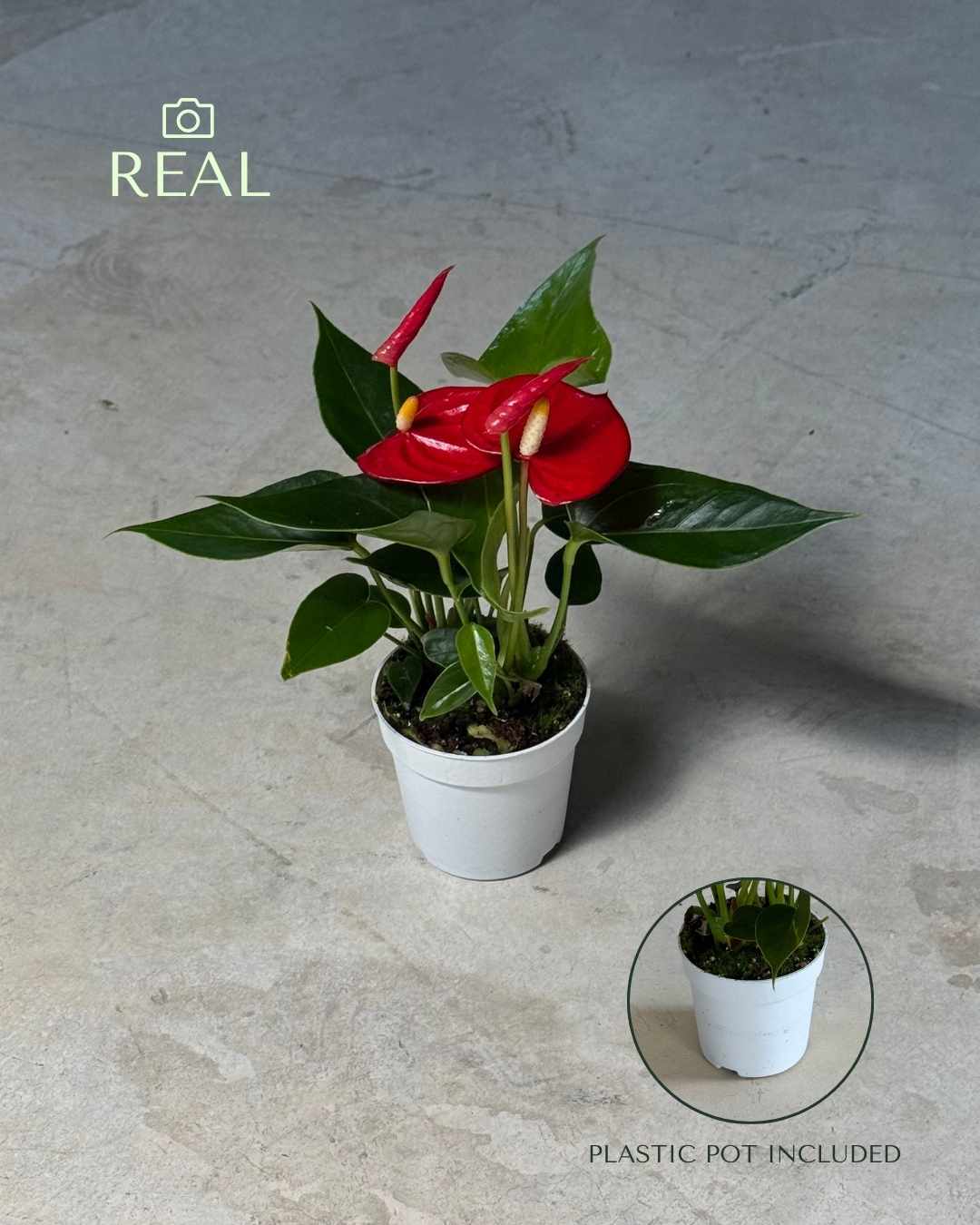 Anthurium Rojo Mini - Real - Pur Plant