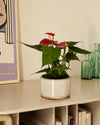 Anthurium Rojo Mini - Pur Plant