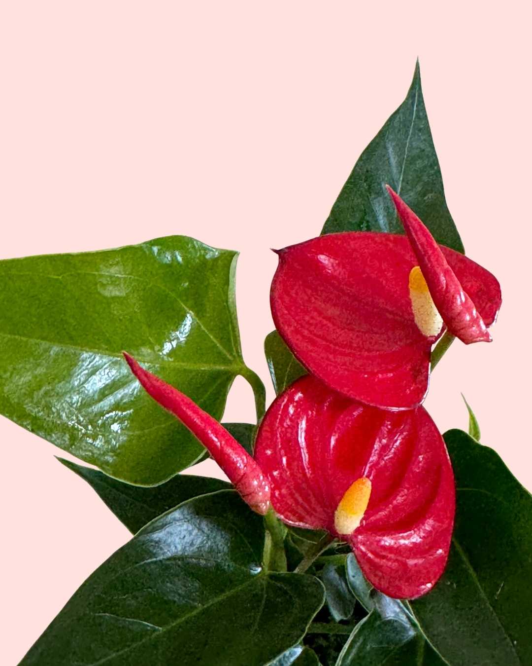 Anthurium Rojo Mini - Pur Plant