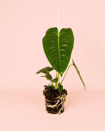 Anthurium Veitchii M