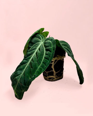 Anthurium Vilanaorum M