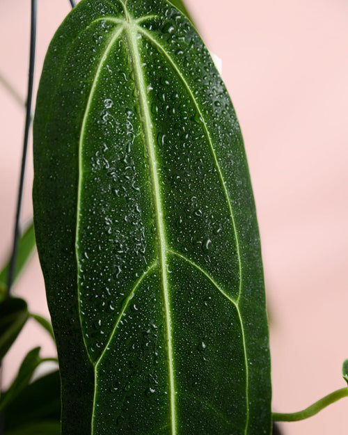 Anthurium Warocqueanum M - Pur Plant