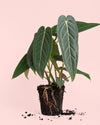 Anthurium Warocqueanum M - Pur Plant