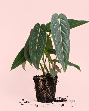 Anthurium Warocqueanum M