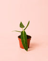 Anthurium Warocqueanum Mini - Pur Plant