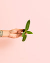 Anthurium Warocqueanum Mini - Pur Plant