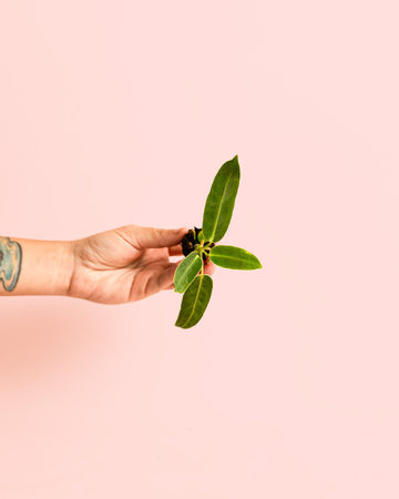 Anthurium Warocqueanum Mini