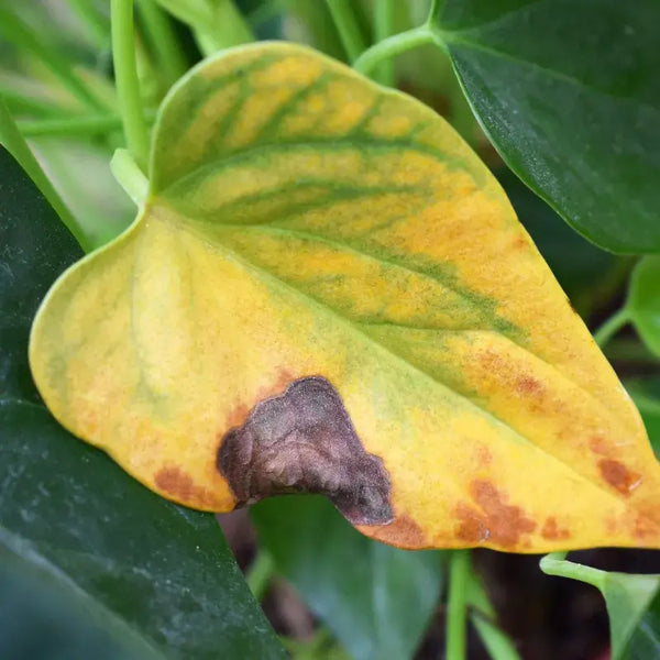 Problemas Plantas Antúrio