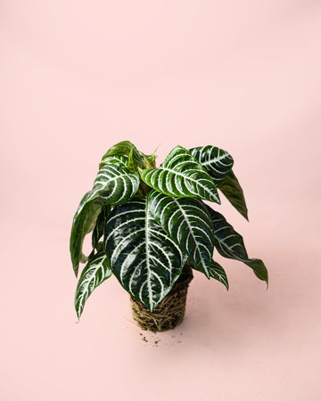 Afelandra Zebra M