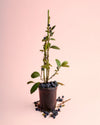 Arándanos Planta M - Pur Plant