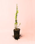 Mirtilos Planta M