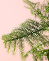 Araucaria heterophylla M - Pur Plant