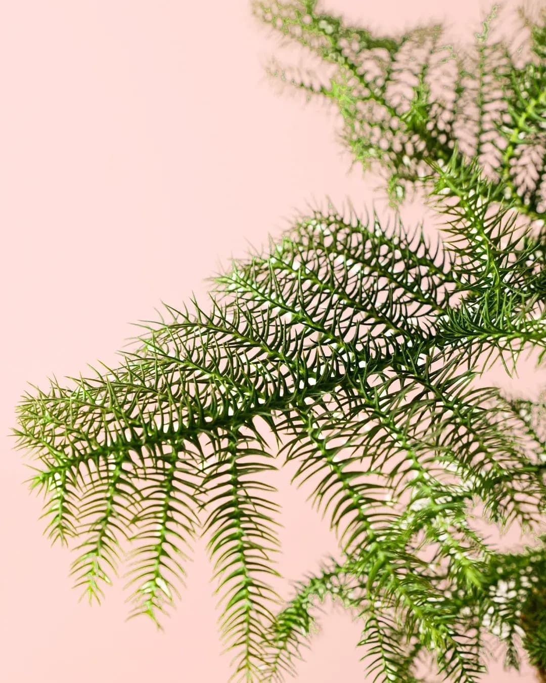 Araucaria heterophylla M - Pur Plant