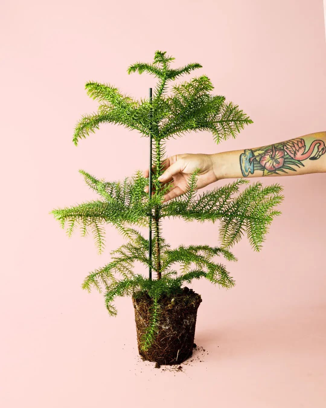 Araucaria heterophylla M - Pur Plant