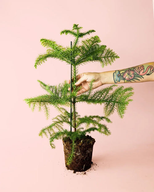 Araucaria heterophylla M - Pur Plant