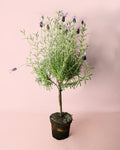 Árvore de Lavanda Roxa