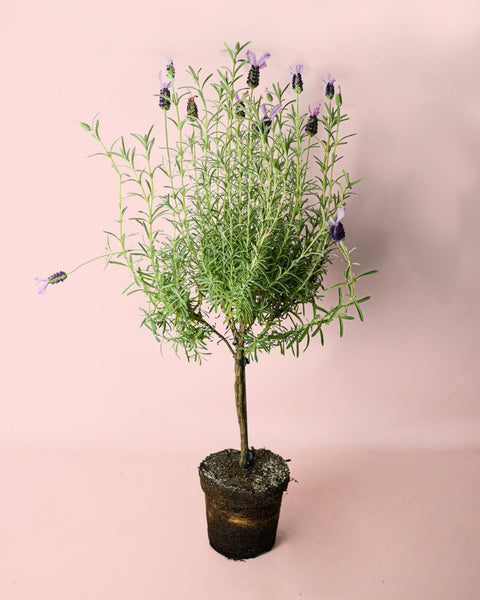 Árvore de Lavanda Roxa