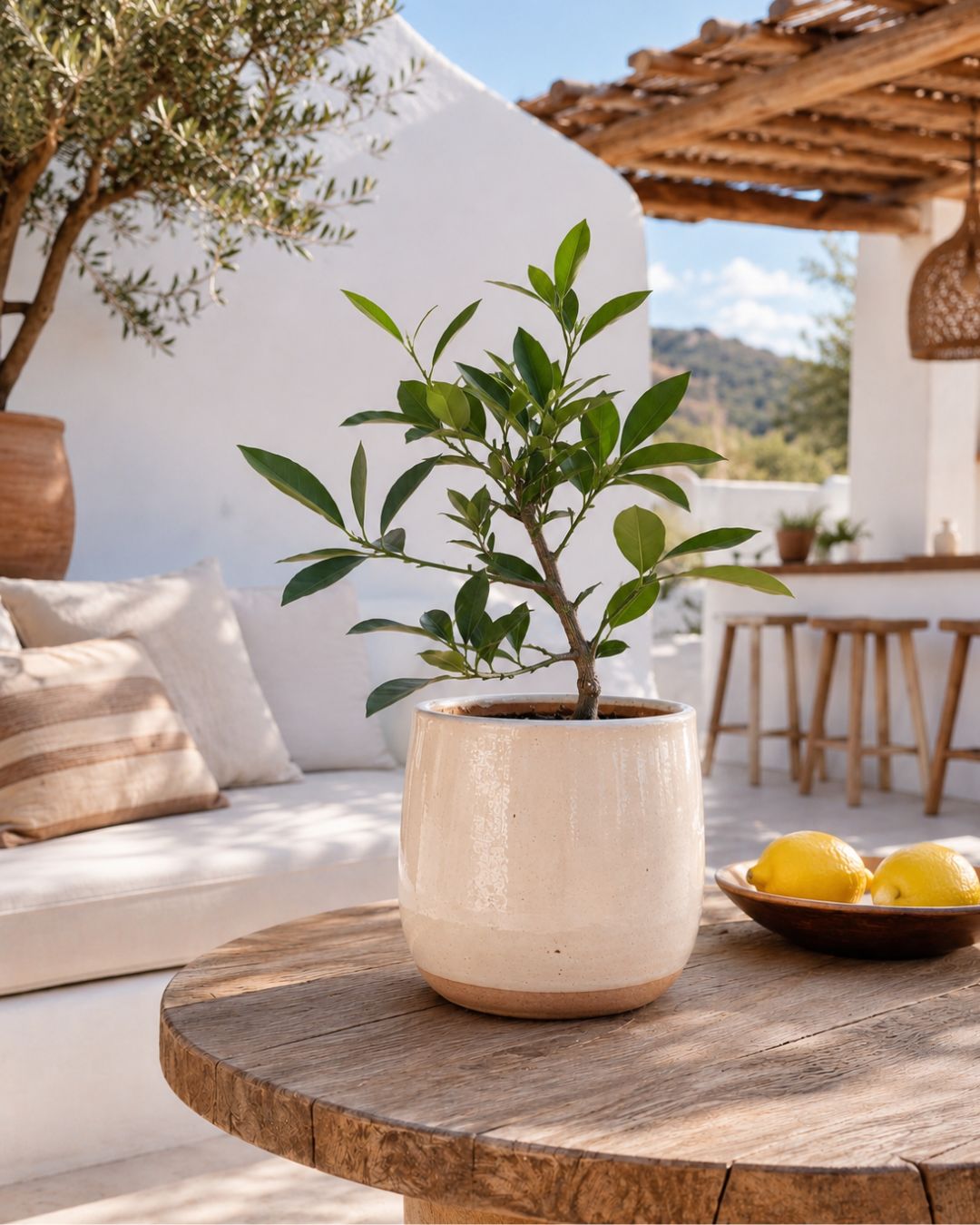 arbol-limonero-context
