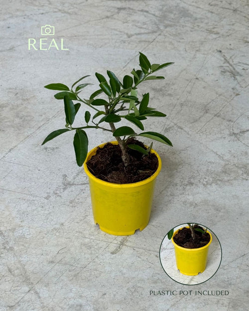 arbol-limonero-real