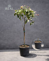 Árbol Limonero Variegado XL - Pur Plant