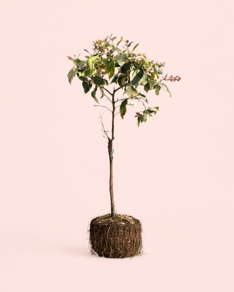 Limeira Variegada XL