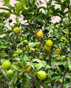 arbol-limonero-xxl-detail