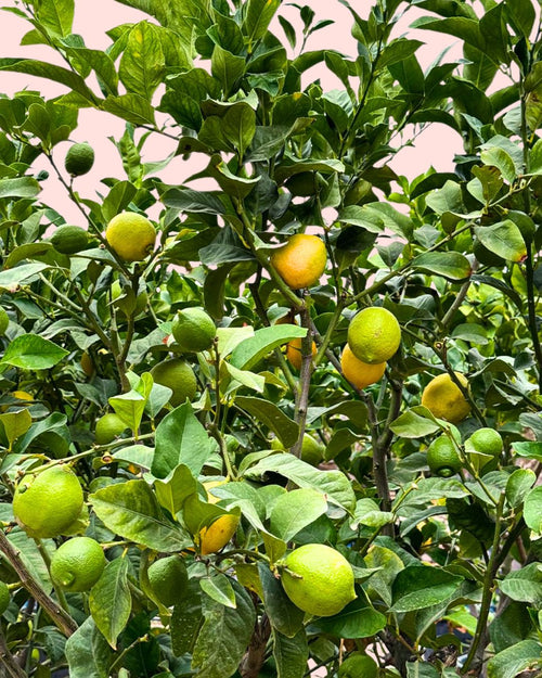 arbol-limonero-xxl-detail
