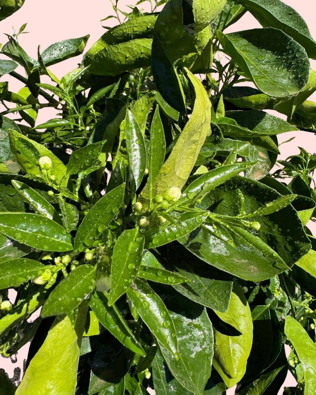 Árbol Naranjo XL - Pur Plant